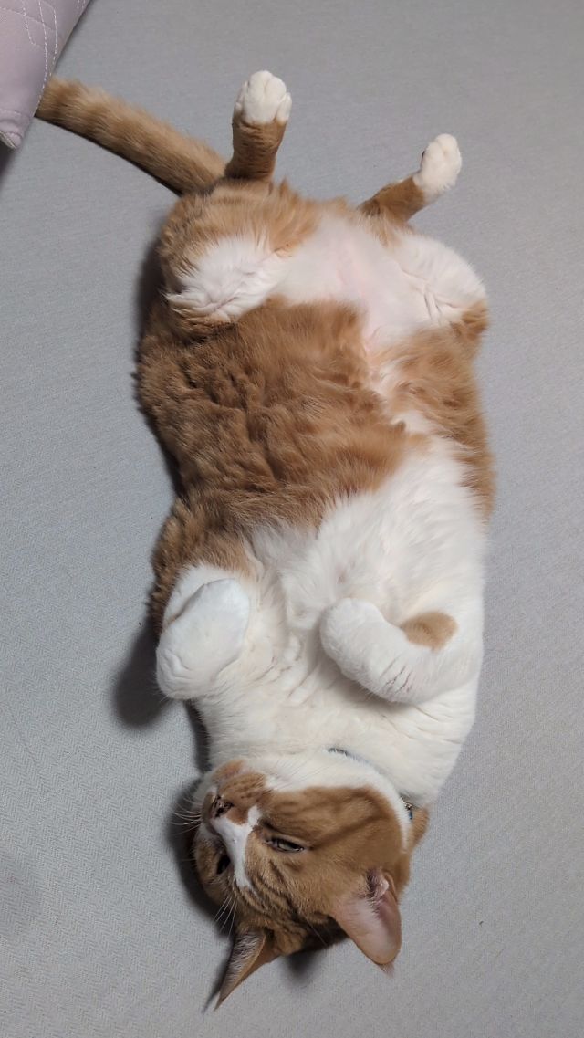 ココナッツ